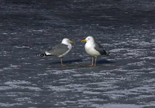 ���������� �� ����