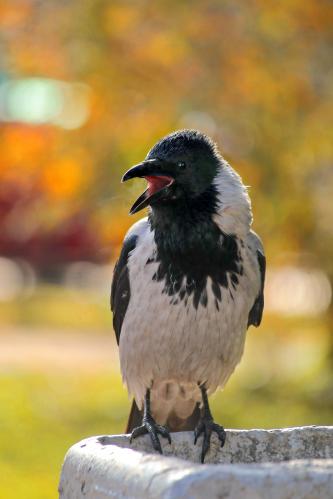 �������. 