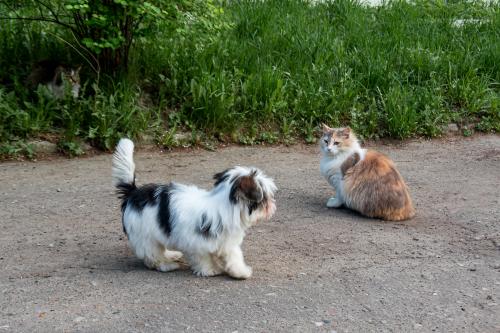 ������� ���������