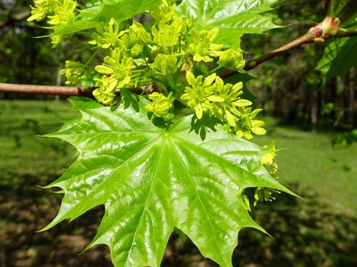 �������� ����.