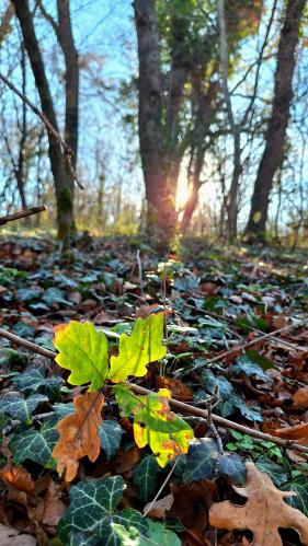 ����� � ����