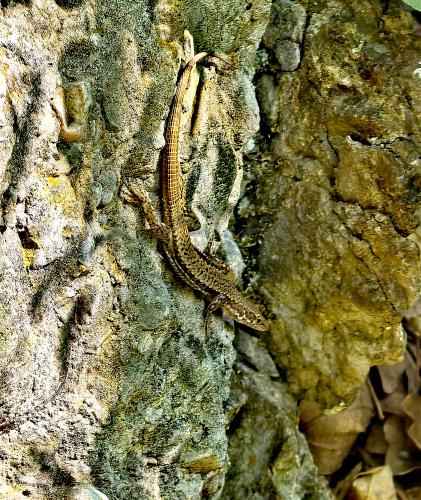 � �� �������� ����