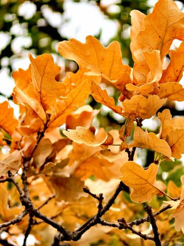 ������ � ��������