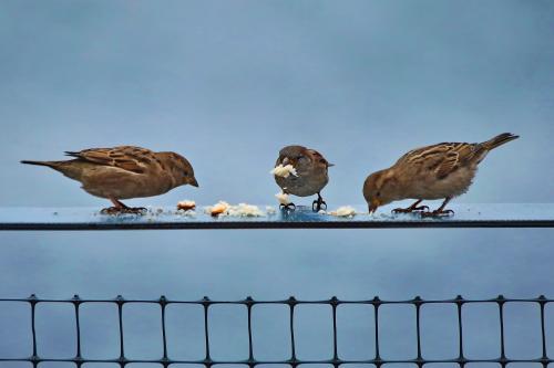 ��������� ����������, �������. 