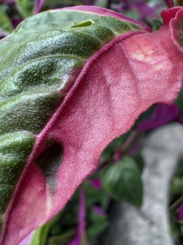 �� ���������