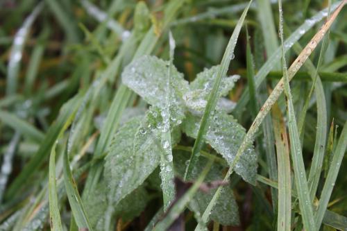 ������ ����