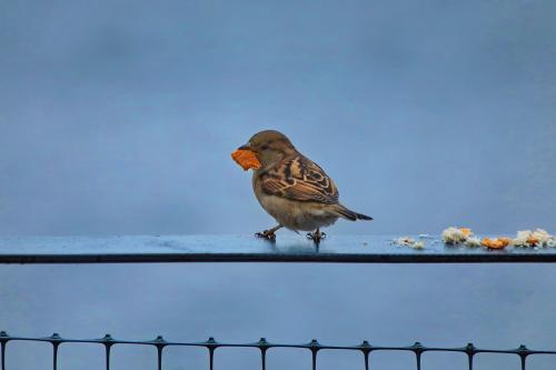 ������� ���. 