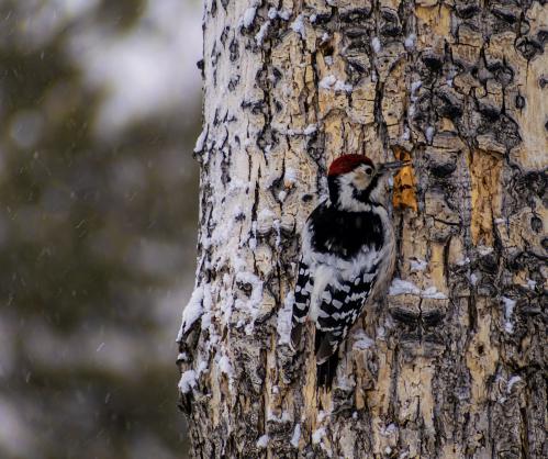 ����� �����