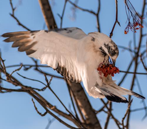 ������� ������