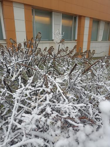 ���������� ������