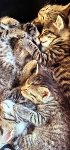 ���������� ))