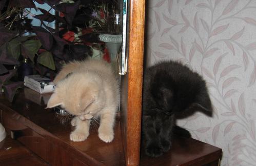 ������ � ������