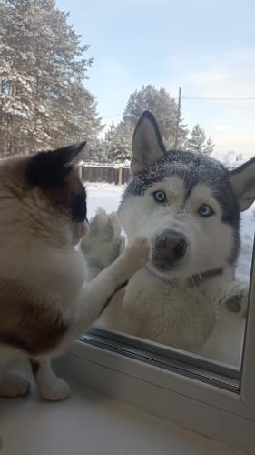 �������� �������� 