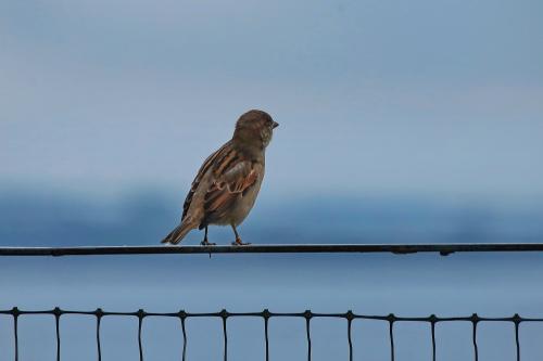 ���� ��, �����? 