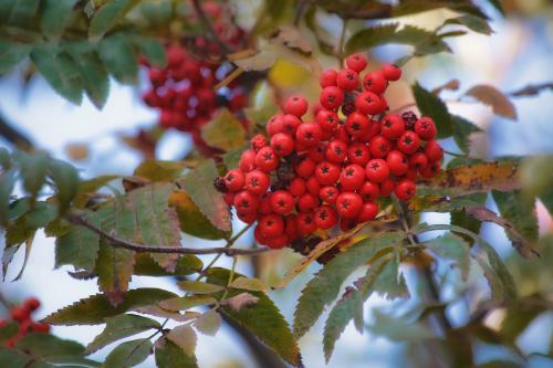 ������� �����. 