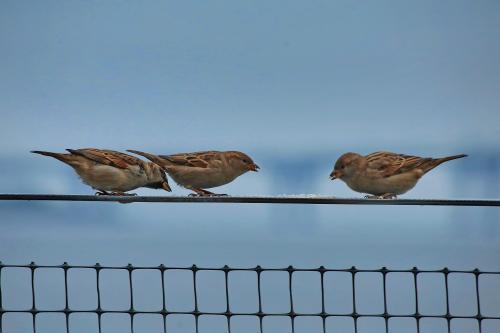 ������� ������. 