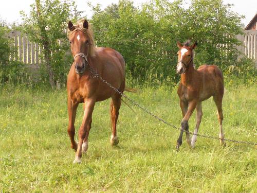 ������ ����