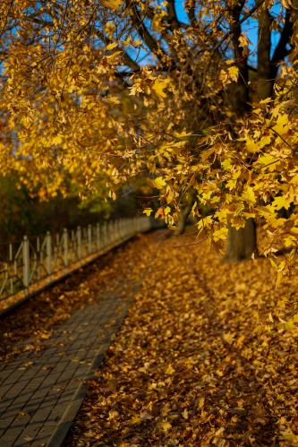 ������� ����