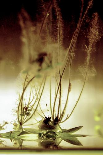 ��������� �����