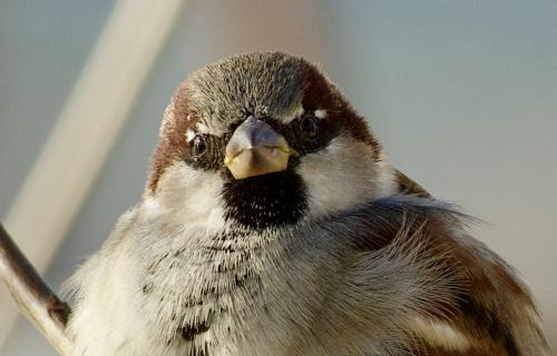 ������� ������� �����