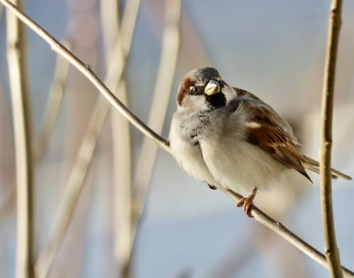 ������� �� �����