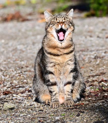 �������� �������� 