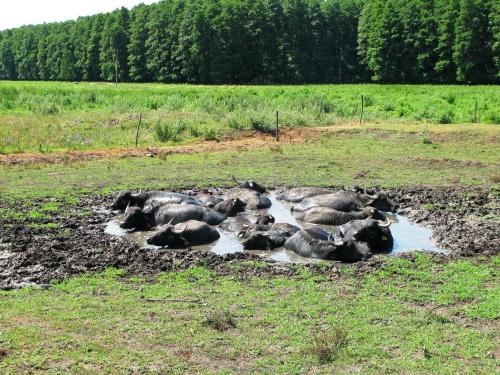 ������ ��� �����