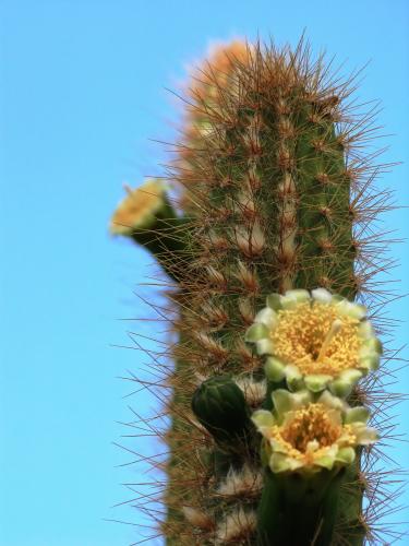 ������ ������