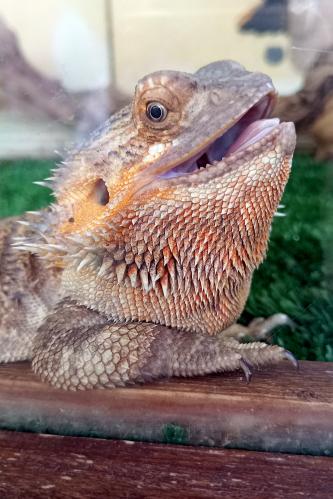 ��������� �����