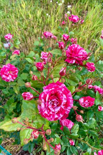 ������� �������