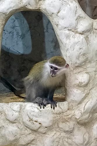 ���������� ��������