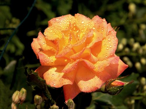 ����� �����