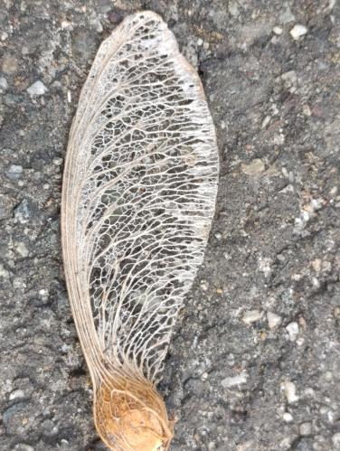 ������ �������