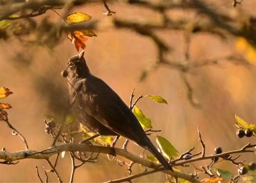 �����, ����� ������...