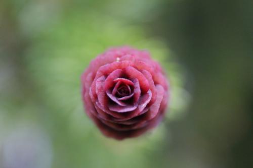 ������� ������ �����