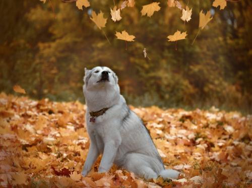 ������ ��������, ������ ������ �������.