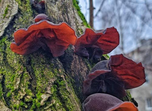 ������� �������