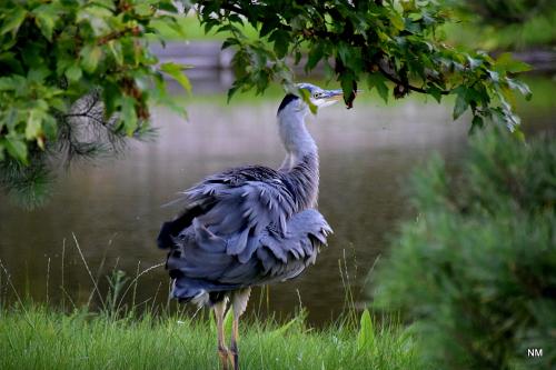 ����� �����