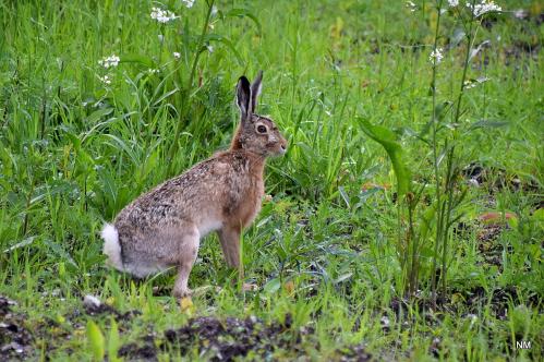 ���� �� �������