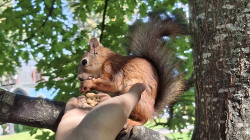 ����� �����