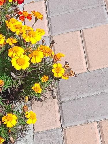 ������ �� ������.