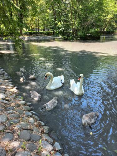 �������� ���������