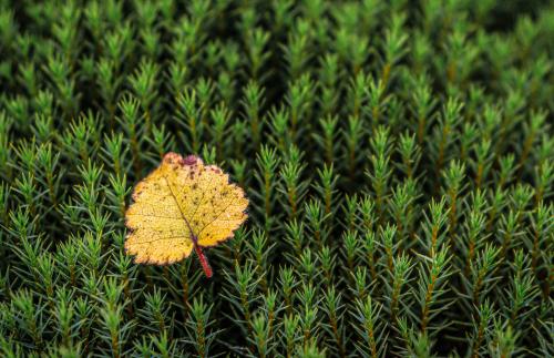 �������� ��������