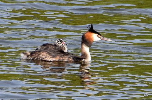 ����� ��� ������� �������