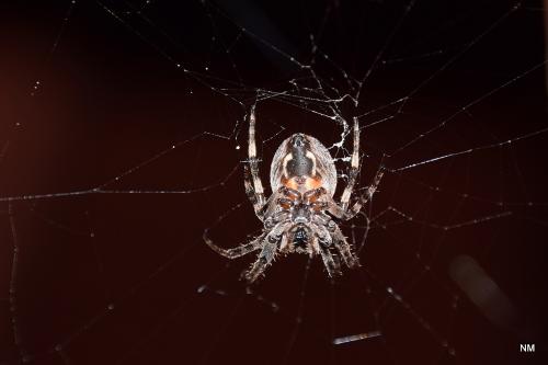 ����-���������