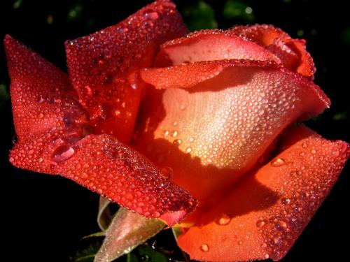 ���� �� ����.