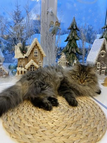 � �������� ����