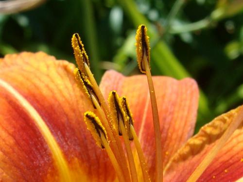 �������- �������