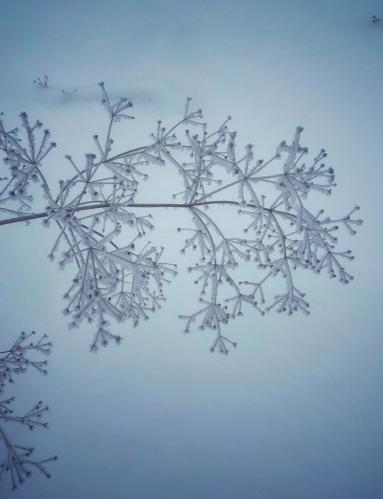 ������ �������