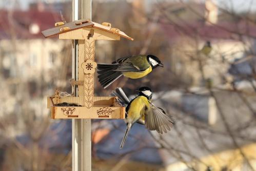 ������� ���������. 